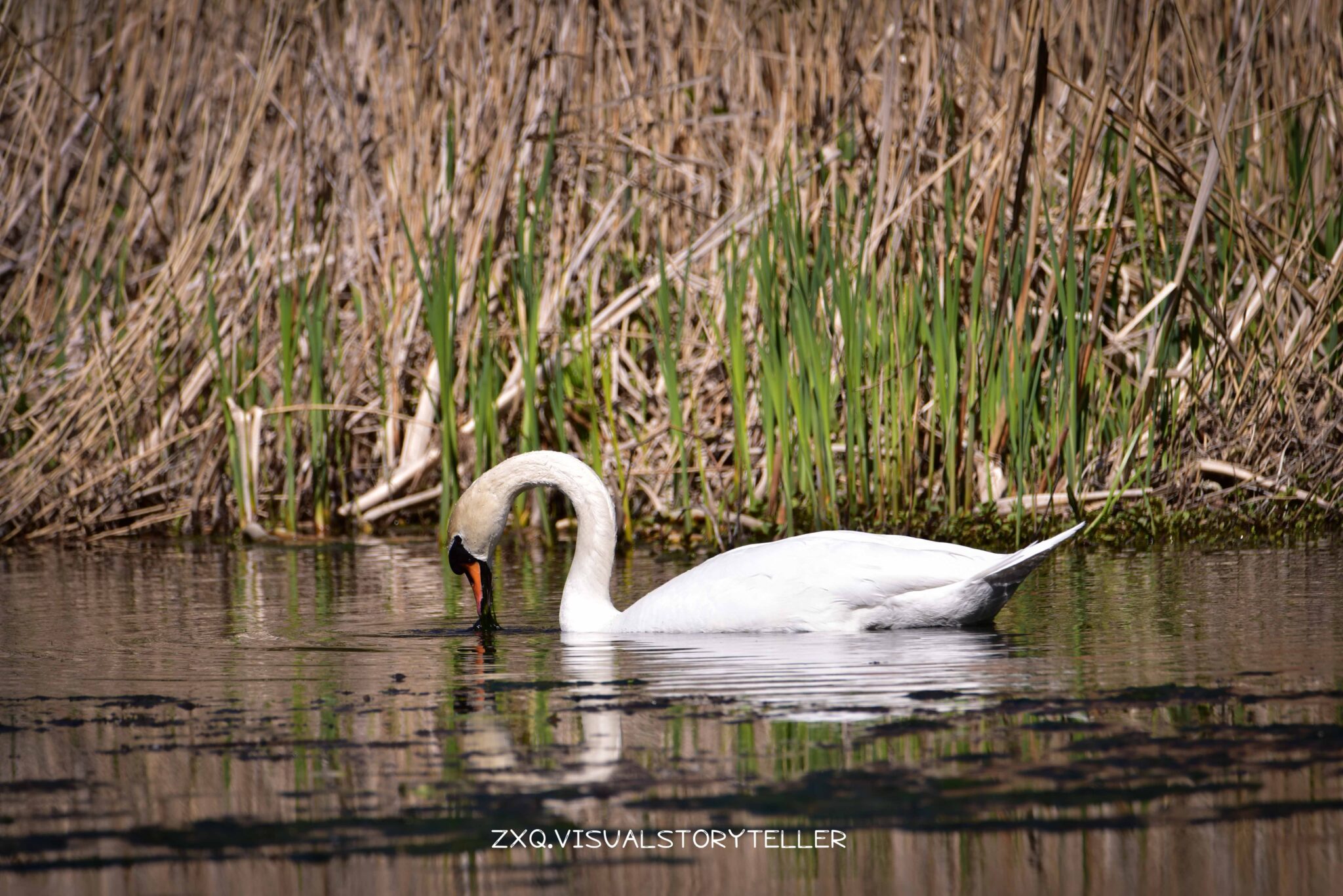 Swan @Mølleårstien