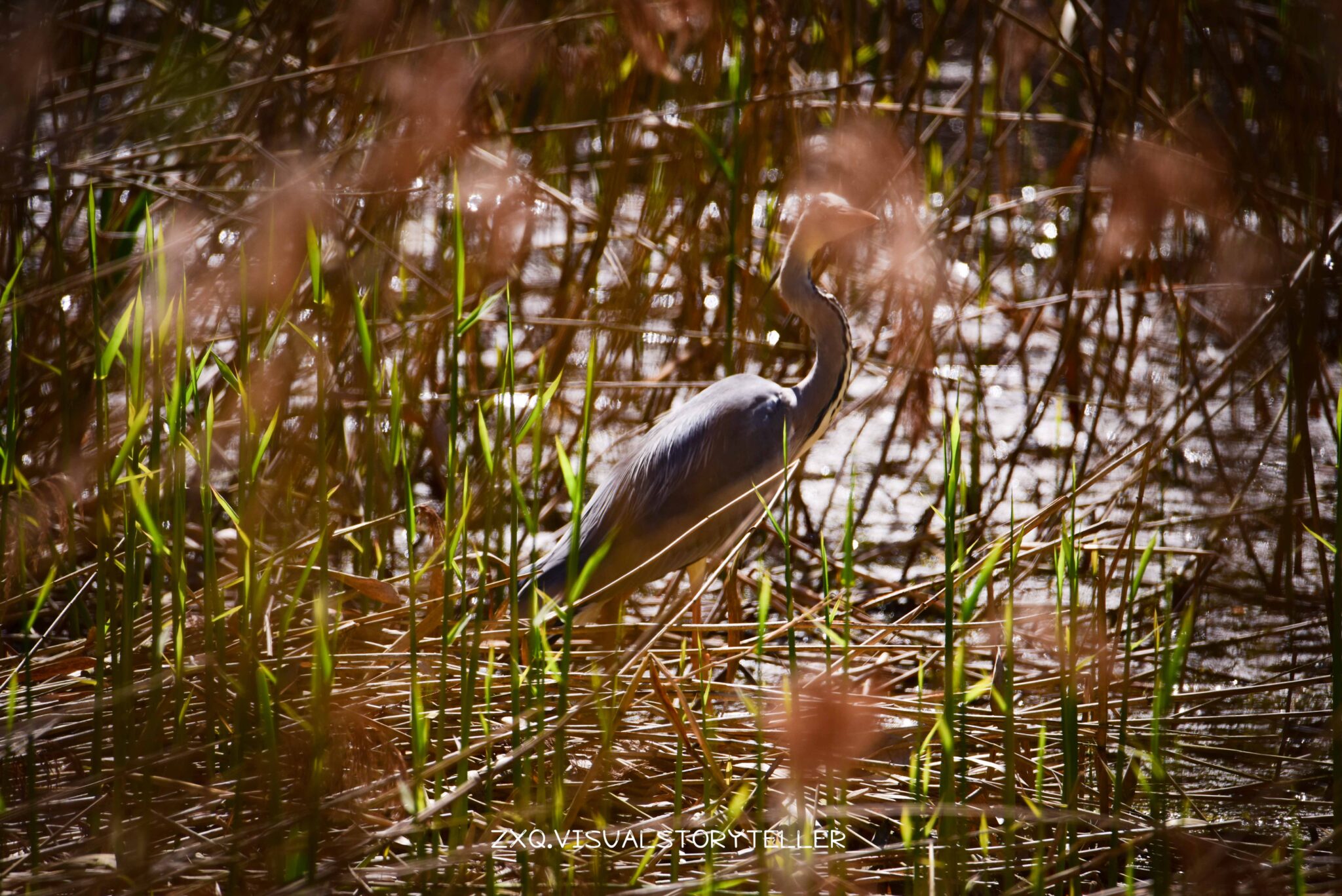 Bird @Mølleårstien