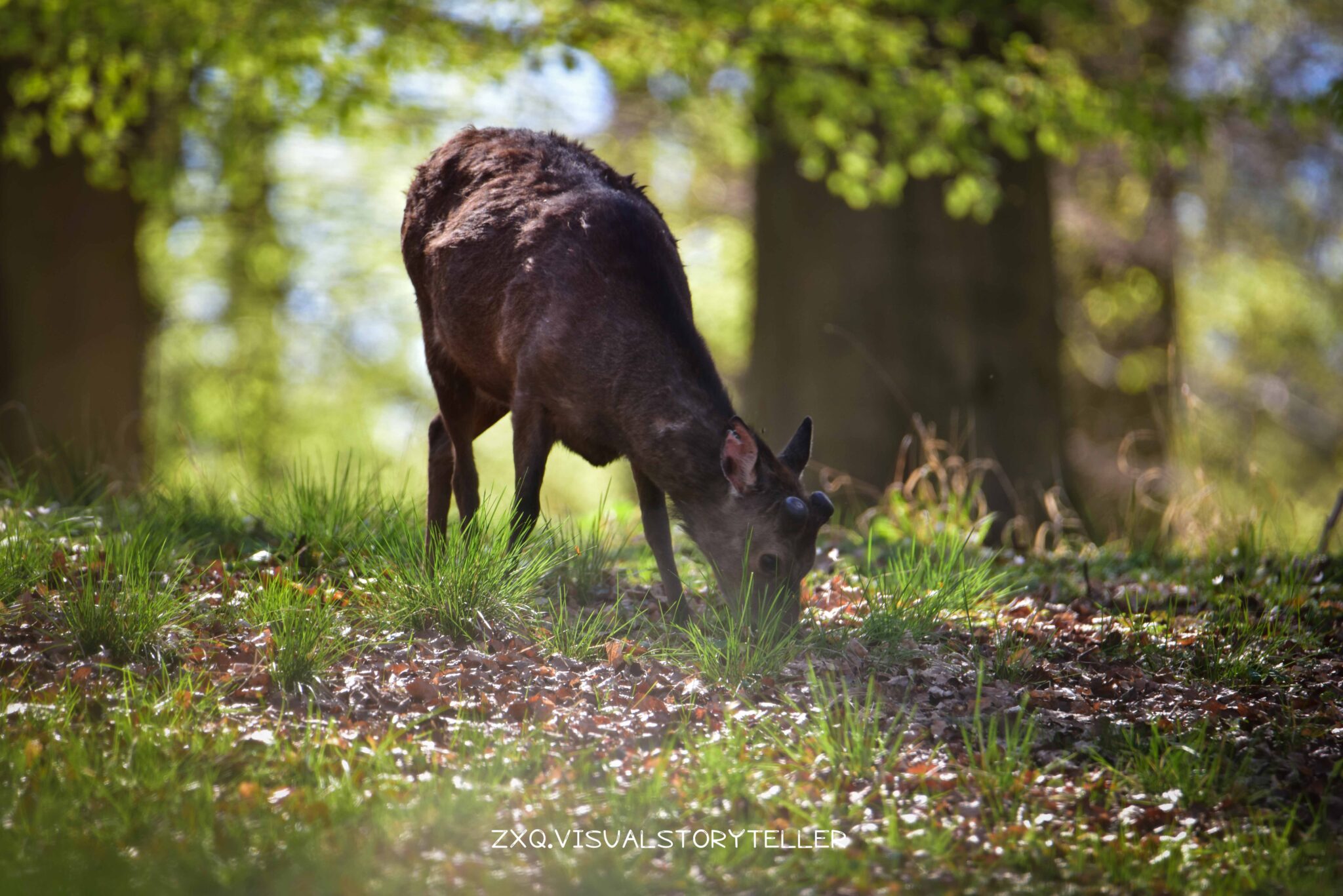 Deer @Mølleårstien