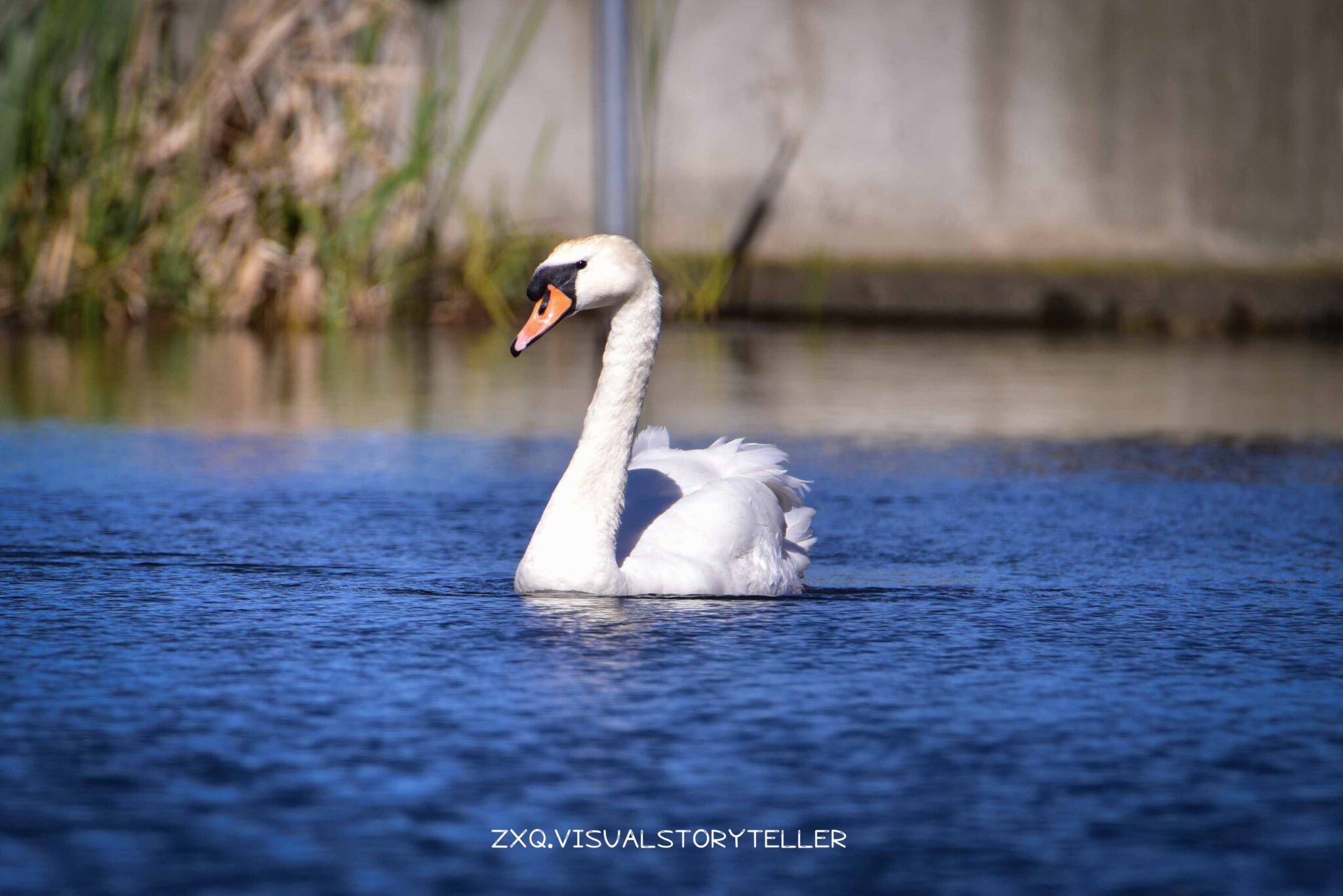 Swan @Mølleårstien