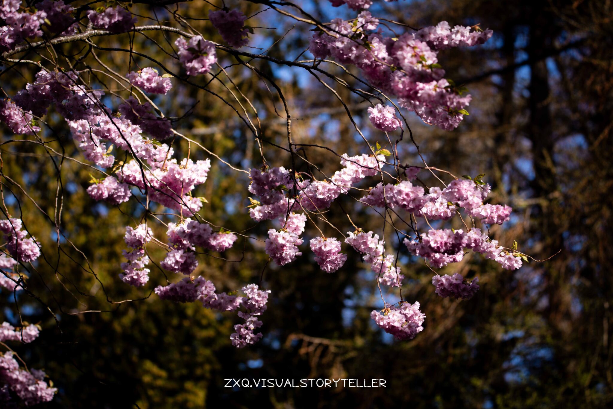 Cherry Trees @Bispebjerg Kirkegård