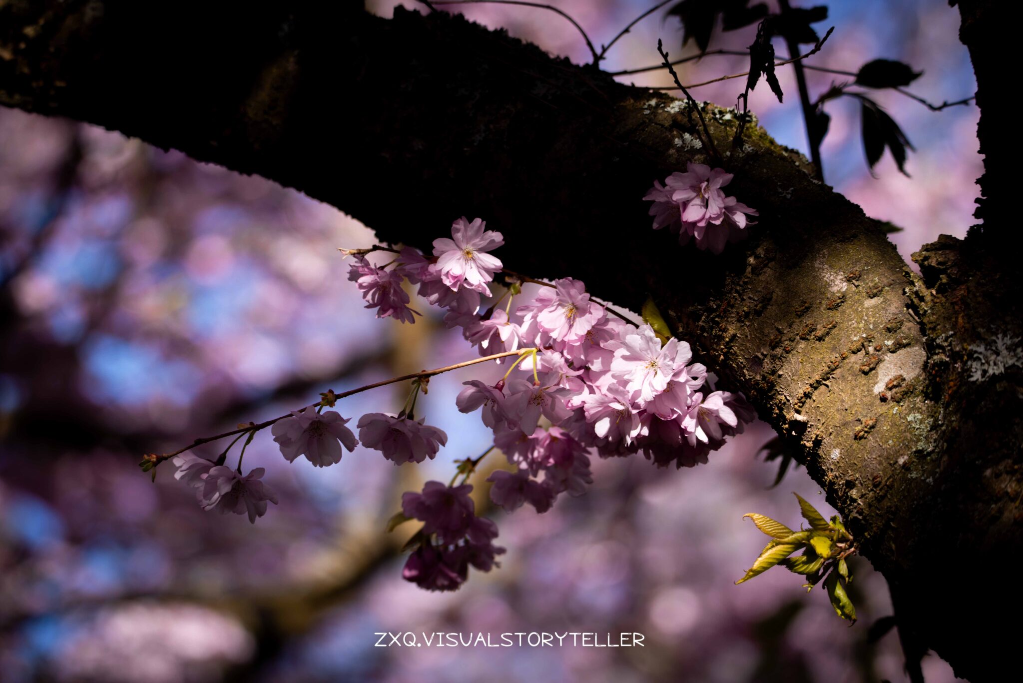 Cherry Trees @Bispebjerg Kirkegård