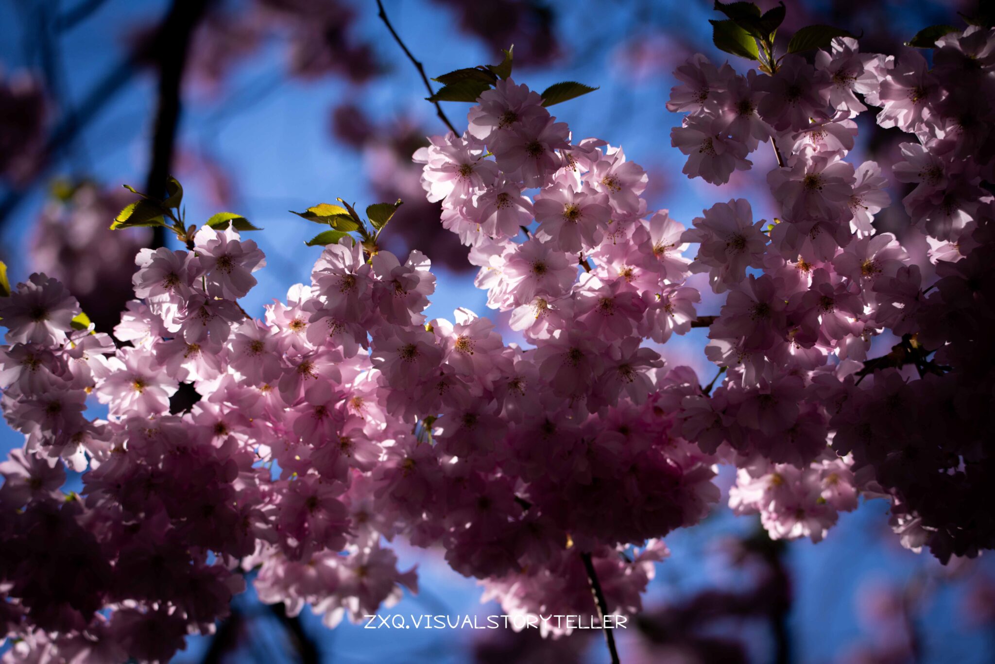 Cherry Trees @Bispebjerg Kirkegård
